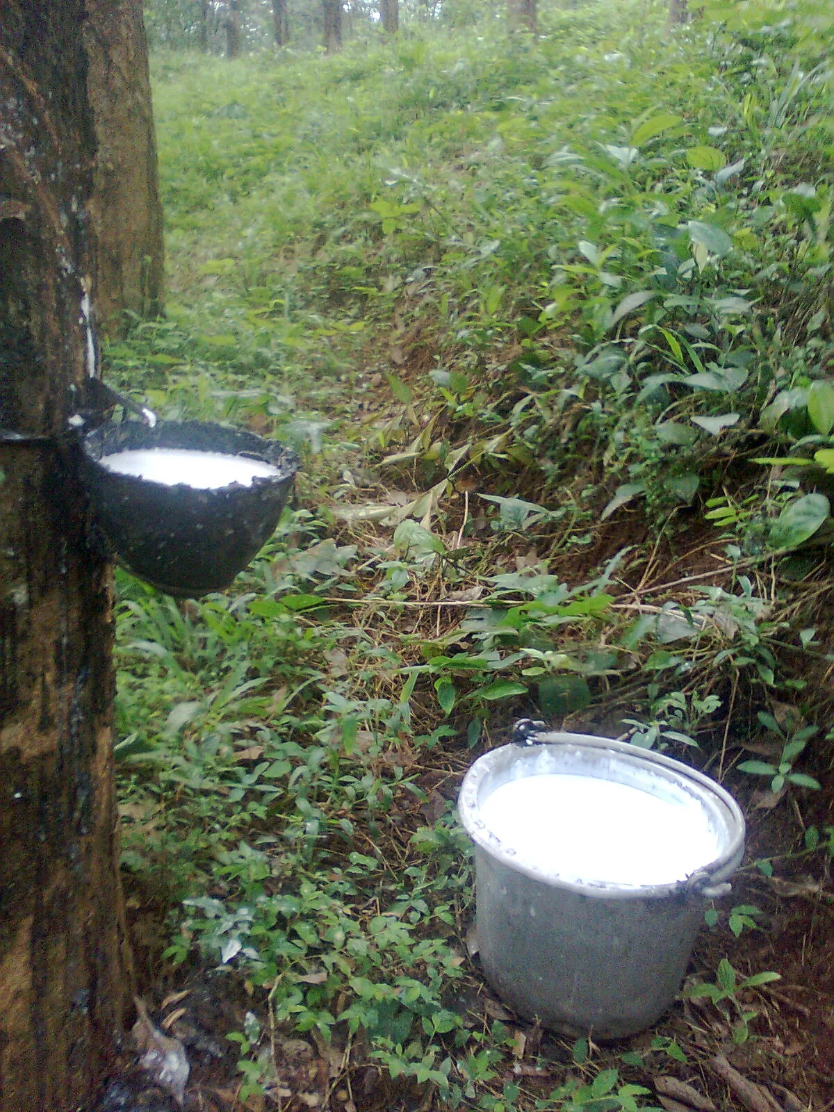 Latex collected from a tapped rubber tree in Kerala